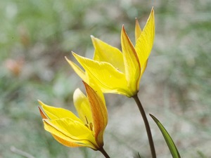 Tulipe des bois