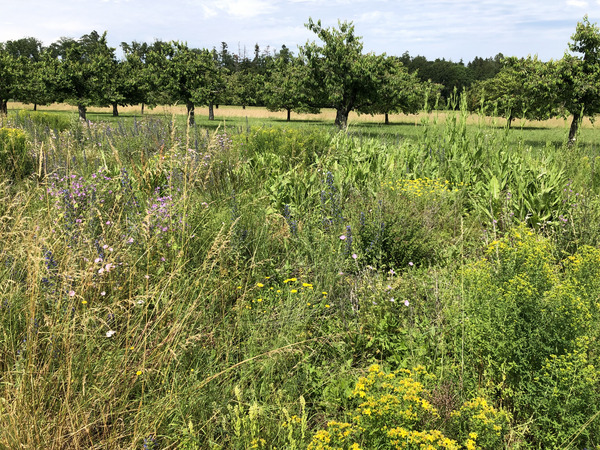 Jachère florale en premier plan et verger haute-tige en second plan