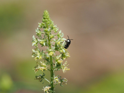 (c) Dominik Hagist Reseden-Maskenbiene