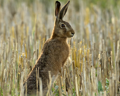 Lièvre dans une champ de céréales