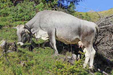 (c) ProSpecieRara Vache de la rasse "grise rhétique" pâture une zone très raide
