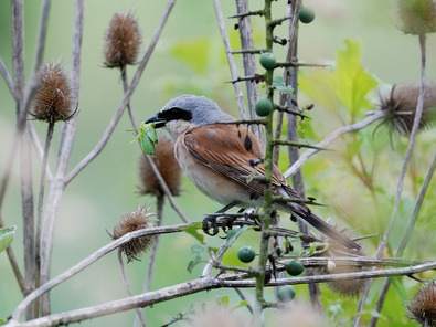 (c) Markus Jenny Neuntöter