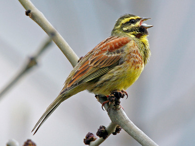 (c) Rudolf Aeschlimann Zaunammer