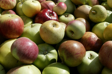 (c) ProSpecieRara Différentes Pommes