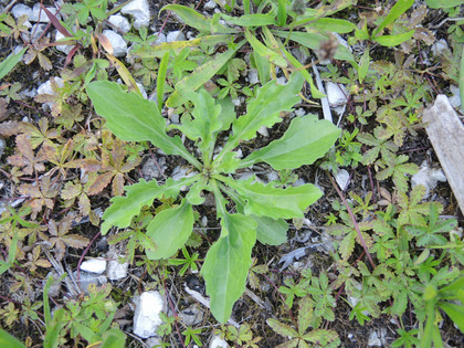 Rosette von Berufkraut