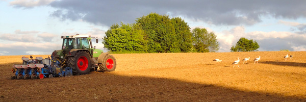 Traktor bearbeitet einen Acker mit Störche und Böschung im Hintergrund