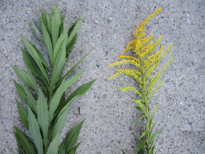 Pousse et inflorescence de Solidage.