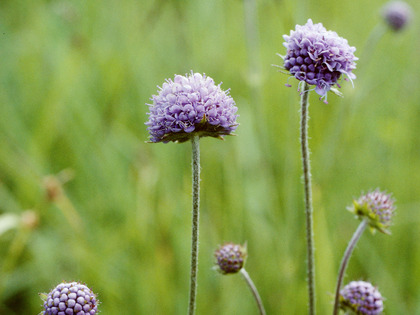 Succies des prés
