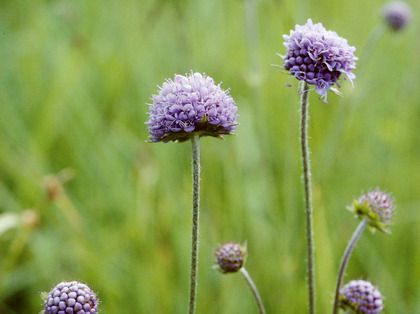 Blüten Teufelsabbiss