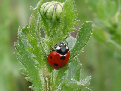 Marienkäfer