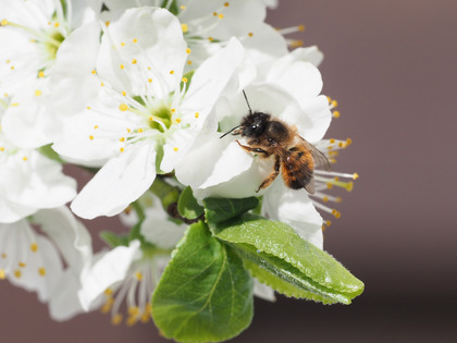 Rote Mauerbiene auf weisser Blüte