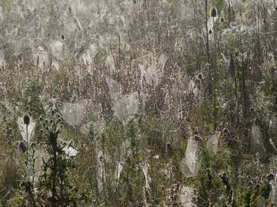 (c) Markus Jenny Spinnennetze in der Buntbrache