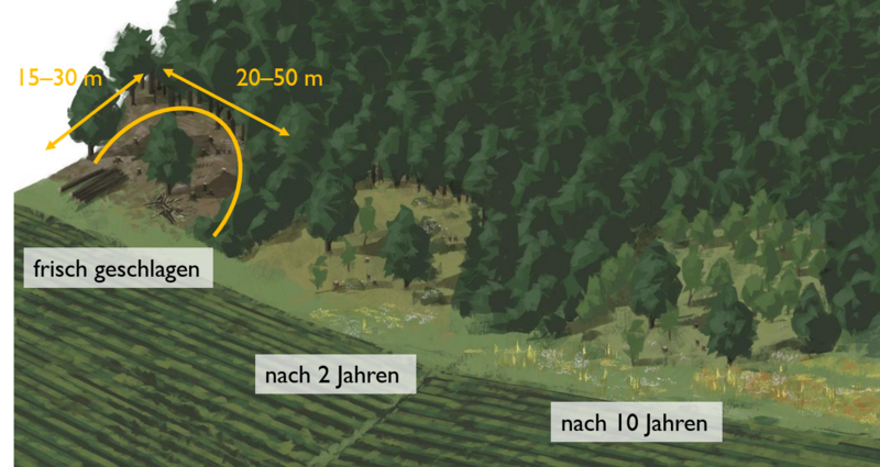 Illustration, die das "Buchten schlagen" als Waldrandaufwertungsmöglichkeit darstellt.