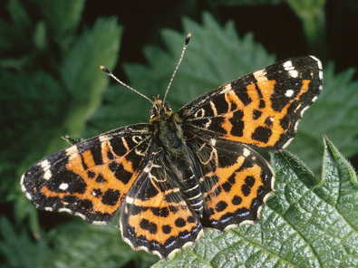 (c) Albert Krebs Schmetterling Landkärtchen
