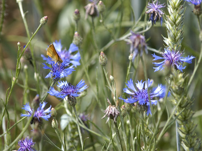 (c) Markus Jenny Bleuet