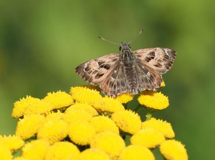 Malvendickkopffalter auf gelben Blüten