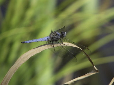 (c) Dominik Hagist Südlicher Blaupfeil