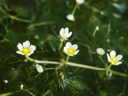 Renoncule à feuilles capillaires