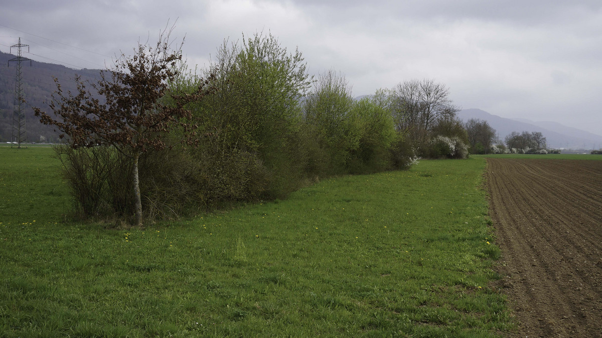Die Hecke - ein wertvoller Lebensraum durch Pflege und Strukturen -  Agrinatur  Biodiversitt auf dem Landwirtschaftsbetrieb