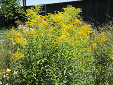 (c) Cornelia Kupferschmid Peuplement de Solidages