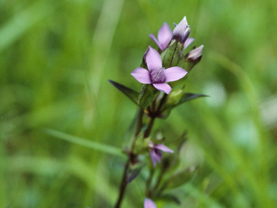 (c) Albert Krebs Gentiane champêtre