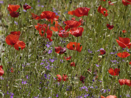 Klatschmohn