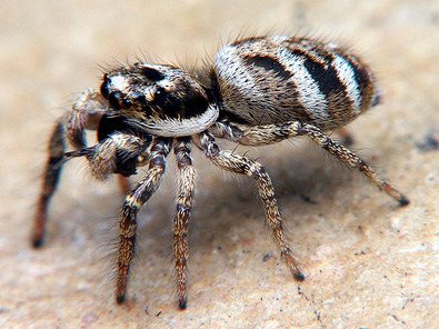 (c) Adam Opiola Zebra-Springspinne