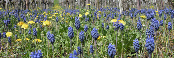 Bunte Blüten unter Weinstöcken, Foto: Markus Jenny