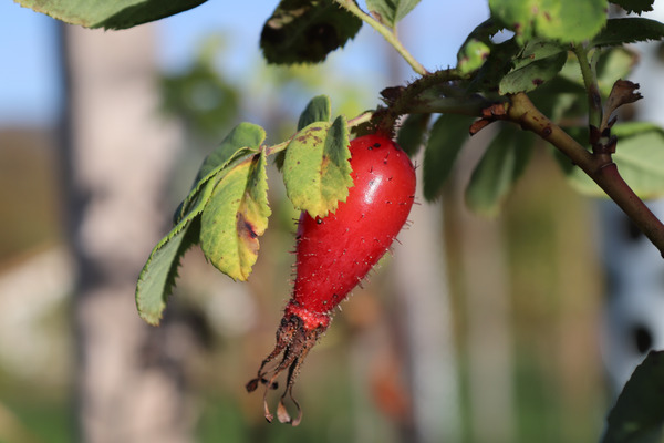 (c) ProSpecieRara Hagebutte