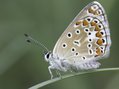 (c) Dominik Hagist Hauhechel-Bläuling