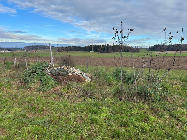 (c) Jan Pfister Frisch gepflanzte Hecke mit Steinhaufen