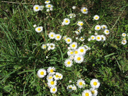 Vergerette annuelle en fleur