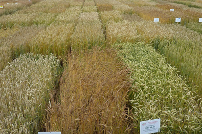 (c) Monika Messmer Petites parcelles avec variétés de blé différentes