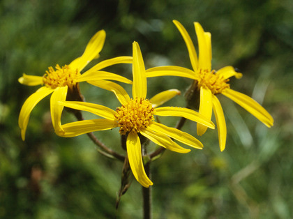 Gelbe Arnikablüten