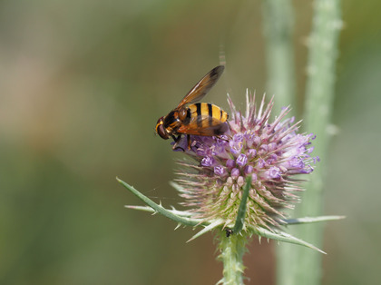 Gebänderte Waldschwebfliege