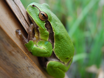 (c) Markus Jenny Laubfrosch