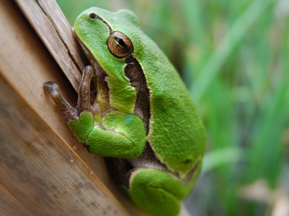 Laubfrosch