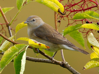 (c) Rudolf Aeschlimann Fauvette des jardins
