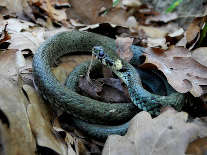 Couleuvre à collier