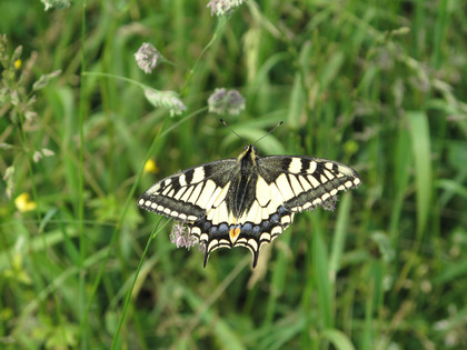 Machaon