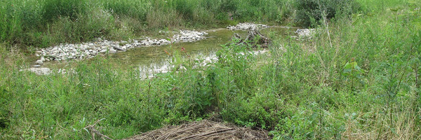 Tümpel in Wiese
