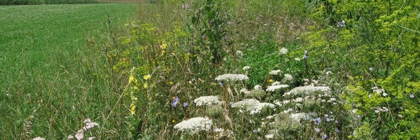 Ourlet sur terres assolées avec plantes sauvages fleuries