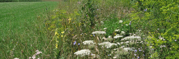 Saum mit Wildblumen auf Acker