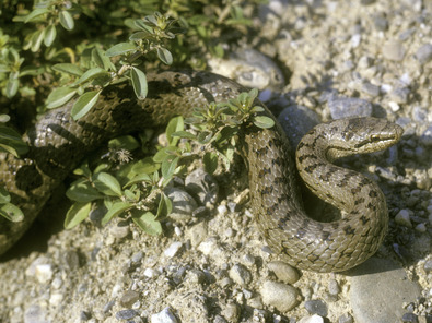 (c) Albert Krebs Coronelle lisse