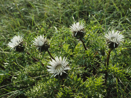 Silberdistel