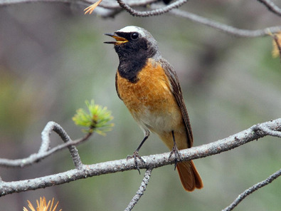 Rouge-queue à front blanc