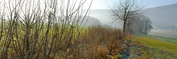 Haie en automne