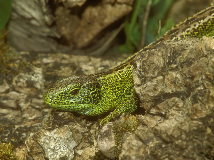 Lézard des souches