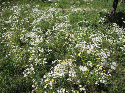 Peuplement dense de Vergerette anuelle