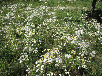 (c) Cornelia Kupferschmid Peuplement dense de Vergerette anuelle